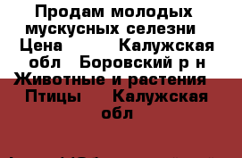  Продам молодых  мускусных селезни › Цена ­ 600 - Калужская обл., Боровский р-н Животные и растения » Птицы   . Калужская обл.